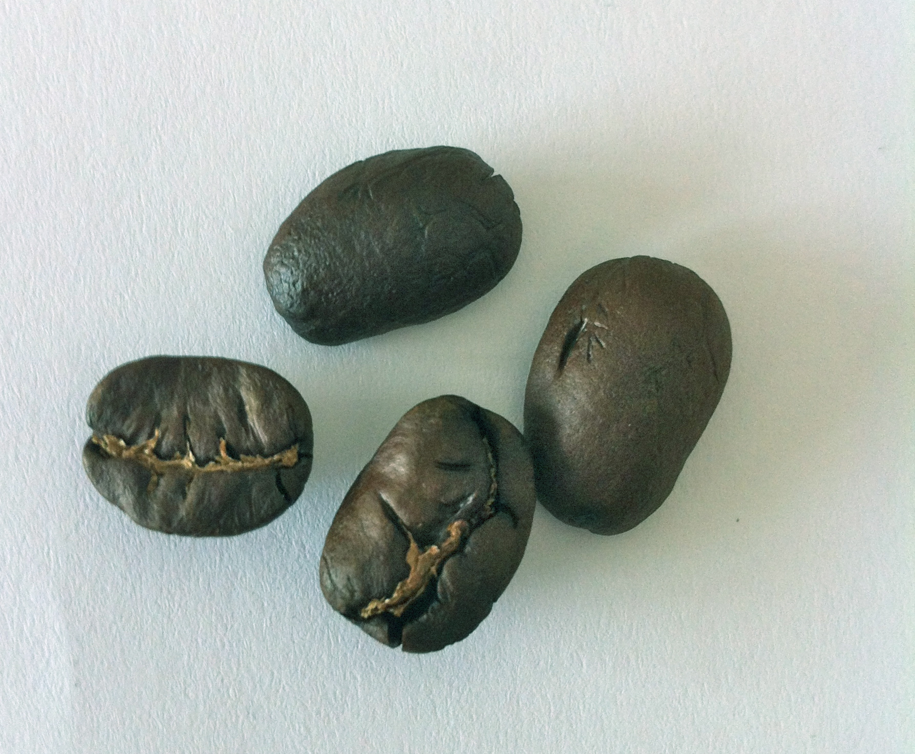 Nicaragua Pacamara RFA